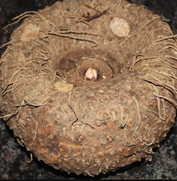 Natural Elephant Foot Yam - Farm Fresh - KRISHNA FARM